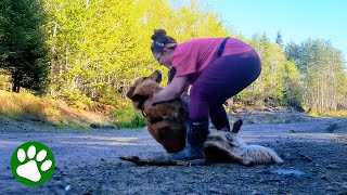 Lazy dog refuses to get in the car and loves causing drama