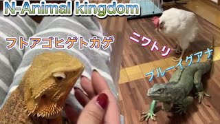 ブルーイグアナとフトアゴヒゲトカゲとニワトリ