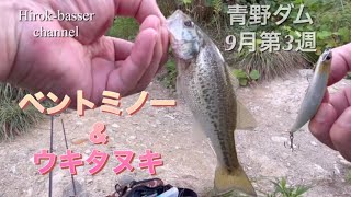 青野ダムにてバス釣り　9月第3週　ベントミノー\u0026ウキタヌキ