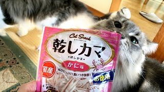 【金沢弁をしゃべる猫】地球最後の日のカニカマ！