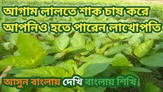 লালতে শাক চাষের সম্পূর্ণ পদ্ধতি / মারা শাক চাষ পদ্ধতি / পাট শাক / lalte sak chas/ mara sak chas