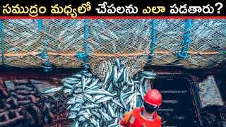 🔵 సముద్రం మధ్యలో చేపలను ఎలా పడతారు ? | Catching and Processing Fish In The Sea | Manohar Mogga