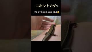 手出すと来てくれるトカさん