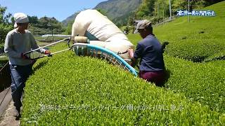 【高知新聞】津野町で一番茶摘み最盛期