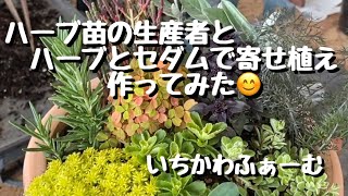 ハーブの生産者さんとハーブ苗と多肉で寄せ植えしてみた😊