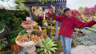 Walkabout Wednesday in Laura’s Succulent Garden May 2021