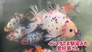 【金魚愛好家訪問】小さい金魚を極上金魚へ育てる愛好家【odaminさん】