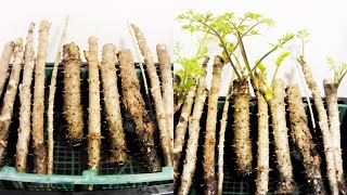 【山菜】タラノキの成長 / Growing Aralia elata sprout (Timelapse)