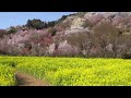 2023　花見山公園　福島の桃源郷