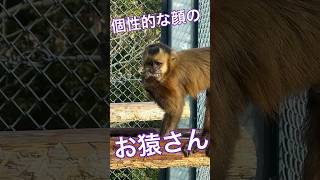 個性的な顔のお猿さん【マキザル】#のんほいパーク #豊橋動物園 #動物園 #個性的 #フサオマキザル