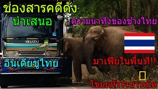 ช่องสารคดีดัง ทึ่งช้างไทย มาเฟียขาใหญ่ในพื้นที่ ตั้งด่านเก็บส่วย