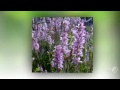 francoa garden plants