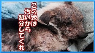 この犬は汚いから殺処分してくれ… あまりにも身勝手な飼主。