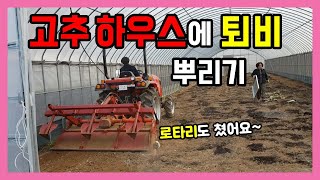 고추 하우스에 부숙 퇴비 뿌리고 트랙터 로타리로 밭갈기