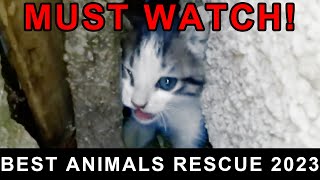 Best Animal Rescues Of The 2023