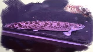 60cm水槽でも飼えるポリプテルスデルヘッジ紹介 古代魚