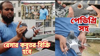 সব রেসার কবুতর বিক্রি হবে পেডিগ্রি সহ। সাথে আছে কবুতরের ধাপরি। racing pigeon