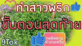 ทำสาวพริกขั้นตอนสุดท้าย