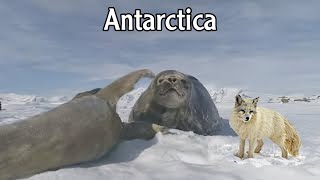 Exploring Antarctica: Unique Life and Mysterious Weather in an Enchanting World