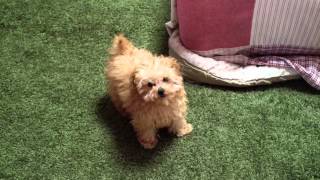 ワンコのしつけ！おすわりを覚えたょ＼(^o^)／Baby Toy Poodle will learn the Sit