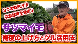 Tips for raising the sugar content of sweet potatoes from a Japanese farmer.