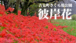 【VLOG】吉見 さくら堤公園 彼岸花 (曼珠沙華) シネマティック動画 [4K] Shot on SONY α6700 [cinematic] 2023.10.1