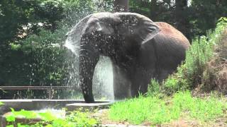 Splish Splash (Elephant Style)