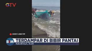 Hiu Paus Terjebak Pukat Nelayan Akhirnya Mati di Bibir Pantai, Aceh