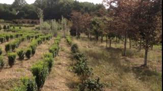 Beech Tricolor Trees