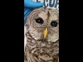 barred owl ear exam