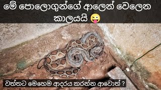 නයාව බේරලා පොලගව මැරු වා නේද ? මේක බලන්න අනිවාර්යයෙන් 🙏