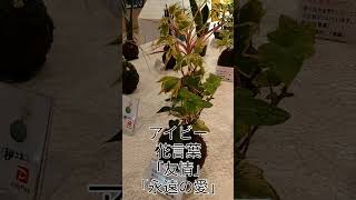 南紀白浜 ホテルシーモア 出店中 #shorts #苔玉 #観葉植物