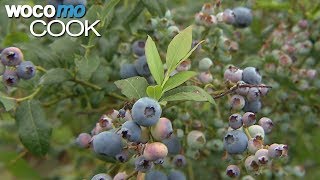 Heidelbeeren - Anbau und Pflege der leckeren Blaubeeren!