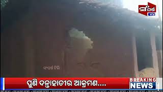 ପୁଣି ଦାନ୍ତାହାତୀର ଆକ୍ରମଣ# Elephant damaged 3 houses#champua#keonjhar#forest#sangharsatv#villagers#