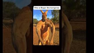 Animals you haven’t seen muscular #pt2 #edit #animals #muscle #fyp #shorts