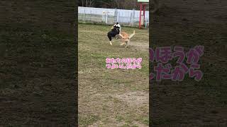 先住犬との遊びパート2#ゴールデンレトリーバーgolden #ゴールデンレトリバー #多頭飼い #愛犬 #可愛い #ボーダーコリーパピー #ボーダーコリー #先住犬#犬のいる生活 #犬おもしろ動画