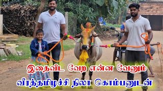 வீரத்தமிழச்சி நிலா தன் காளை கொம்பனுடன்