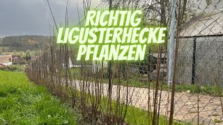 richtig Liguster (Atrovirens) Hecke als Sichtschutz pflanzen I Anleitung I Hainbuche