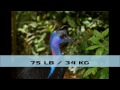 top 10 heaviest birds in the world world s biggest birds freeschool creature countdown