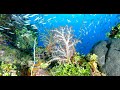 Reef Life - Truk Lagoon - Paragon Dive Adventures