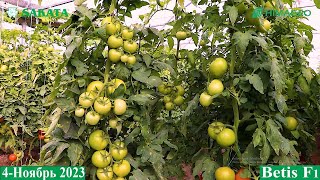 Мавсум танламас Бетис F1 дан Хоразмда яна бир хурсанд агроном 2 -қисм Tomato Betis F1 Sakata