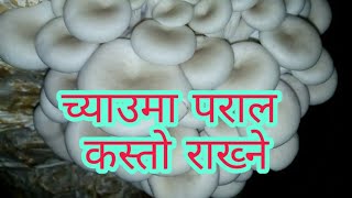 च्याउ खेतिमा कस्तो पराल चाहीन्छ?||How to select good straw for mushroom