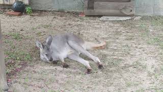 [한국의 동물원 동물들,韓国の動物たち、動物園、Zoos in Korea ]Macropus robustus, Wallaroo,왈라루,ワラール,カンガルー,休み,휴식 230822