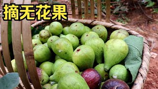 家里无花果熟了摘点去卖，摘果子日常