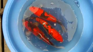 Marushu Koi Farm  Goshiki