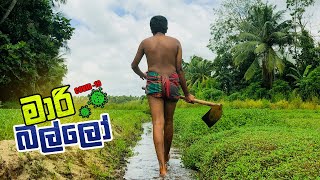 කොරෝනා භීෂනේ | Kujeetha Films