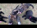 Wait til you see THESE German Shepherd Puppies!!!!!!!