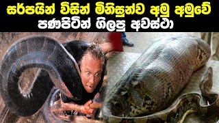 සර්පයින් විසින් මිනිසුන්ව ගිලපු අවස්ථා | Humans Found Inside Snakes | Sinhala | Neth Aruma |