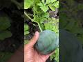 How to grow 60 watermelon in 20 feet – never water #gardening #Watermelon www.torpedopot.com