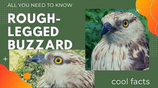 rough-legged buzzard facts 🦅rough-legged hawk facts 🦅 found in Arctic and Subarctic regions ❄️